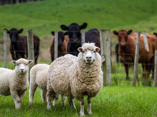 Livestock Insurance